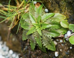 Plantago triandra