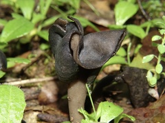 Helvella atra