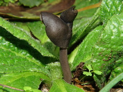 Helvella atra