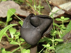 Helvella atra