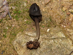 Helvella atra