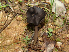 Helvella atra