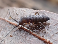 Pogonognathellus flavescens