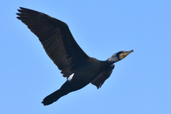 Phalacrocorax carbo sinensis