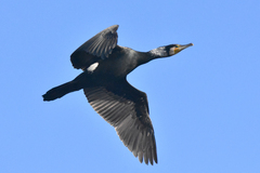 Phalacrocorax carbo sinensis