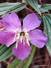 Melastoma malabathricum