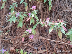 Melastoma malabathricum