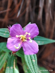 Melastoma malabathricum