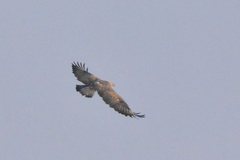 Buteo japonicus