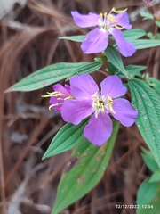 Melastoma malabathricum
