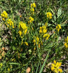 Polygala flavescens