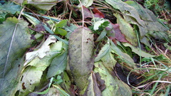 Salvia pratensis