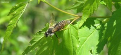 Cimbicidae