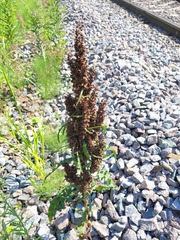 Rumex longifolius