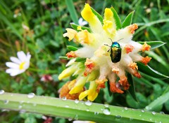 Cryptocephalus sericeus