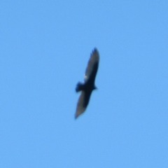 Cathartes aura septentrionalis