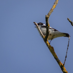 Ficedula albicollis