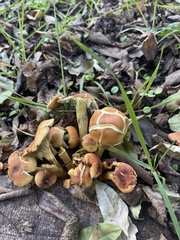 Hypholoma fasciculare