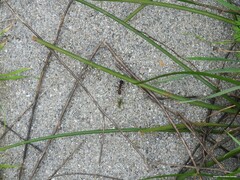 Camponotus cruentatus