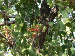 Dendrophthoe falcata