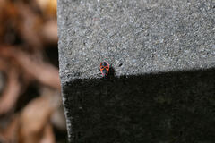 Pyrrhocoris apterus