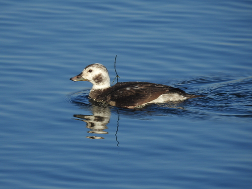 Long-tailed Duck, photo 7 of 7