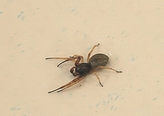 Trachelidae