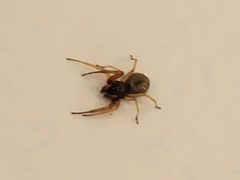 Trachelidae