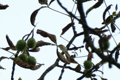 Aesculus hippocastanum