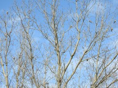 Populus × canescens