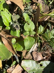 Calyptocarpus vialis