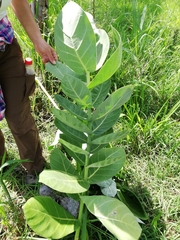 Calotropis procera