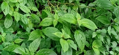 Miconia crenata