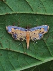 Nistra coelatalis