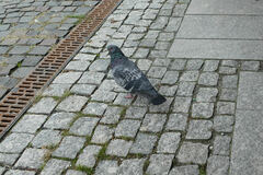 Columba livia domestica