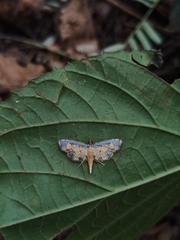 Nistra coelatalis