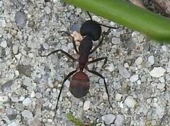 Camponotus cruentatus