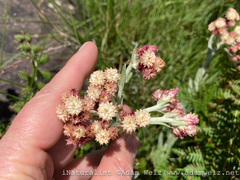 Helichrysum appendiculatum