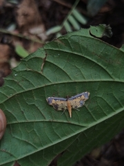 Nistra coelatalis