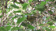 Spinus barbatus