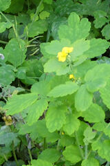 Chelidonium majus