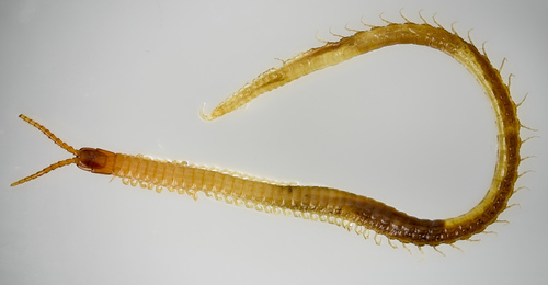 Taiyuna isantus