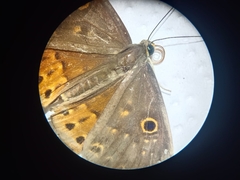 Riodinidae
