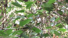 Spinus barbatus