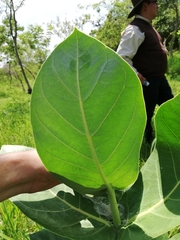 Calotropis procera