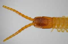 Taiyuna isantus