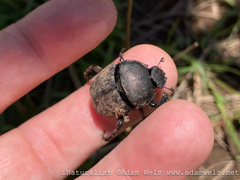 Allogymnopleurus splendidus
