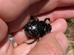 Allogymnopleurus splendidus