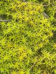 Syntrichia ruraliformis