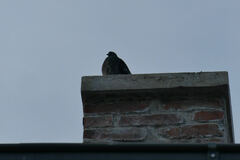 Columba livia domestica